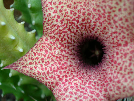 Cactus flowerの写真素材