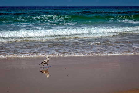Reflection of a bird on the wet sandの写真素材