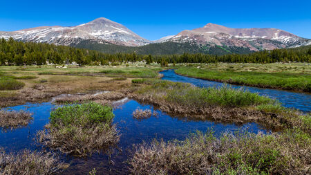 Greenery on water on first plan with a forest and the mountains on backgroundの写真素材
