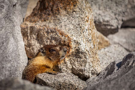 Wild marmot profile view in the middle of grey rocksの写真素材