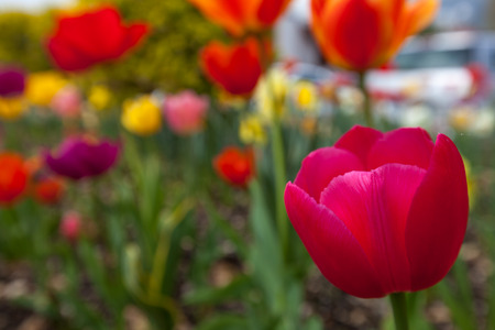 Open pink tulip with other tulips on a blurred backgroundの写真素材