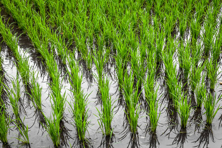 Typical green rice field growing  into the water with reflectionsの写真素材