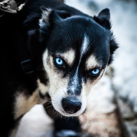 Impressive siberian husky dog ??with awesome blue eyes clear watchingの写真素材