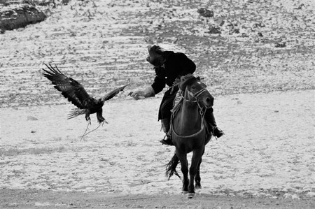 GOLDEN EAGLE CATCHING A FOX PRAY DURING THE FESTIVAL IN MONGOLIA