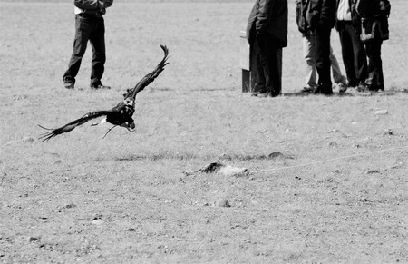 GOLDEN EAGLE CATCHING A FOX PRAY DURING THE FESTIVAL IN MONGOLIAの写真素材