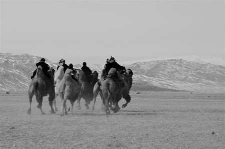 CAMEL RACE DURING THE GOLDEN EAGLE FESTIVAL IN MONGOLIAの写真素材