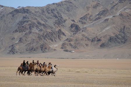 CAMEL RACE DURING THE GOLDEN EAGLE FESTIVAL IN MONGOLIAのeditorial素材