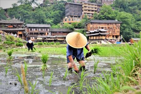 chinese Workers in a rice field and rice terracesの写真素材