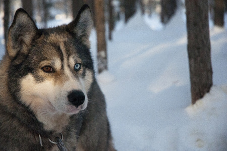 Sledge haski sibiri dogs running crosss country in the snowy winter of Lapland Finland