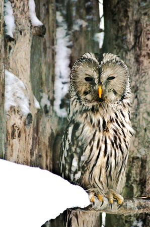 Beautiful owl camouflages between the trees in the winter of Lapland Finlandの写真素材