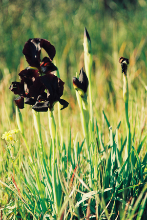 Beautiful purple Iris in a green  blooming fieldの写真素材