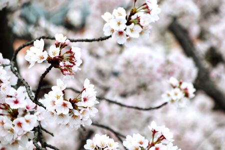 closeup cherry blossom in spring , sakura japan