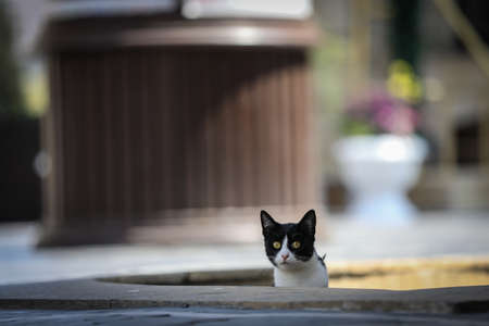 Street catの写真素材