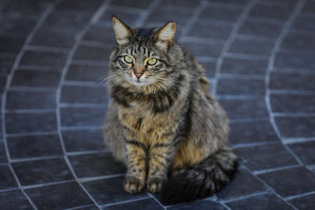 Street cat