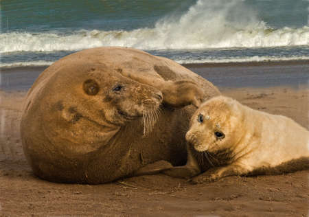 Female Atlantic Grey Seal (Halichoerus grypus) with her pupの写真素材