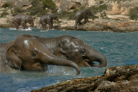 Young Asian Elephants cool off in the river.の写真素材