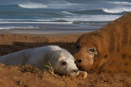 Female Seal with her pup at Donna Nook Lincolnshire England.の写真素材