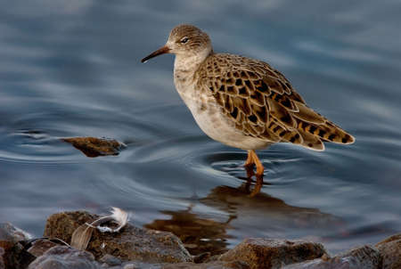 A female Ruff searching for food in the shallow water of a lake in Lancashire England.の写真素材