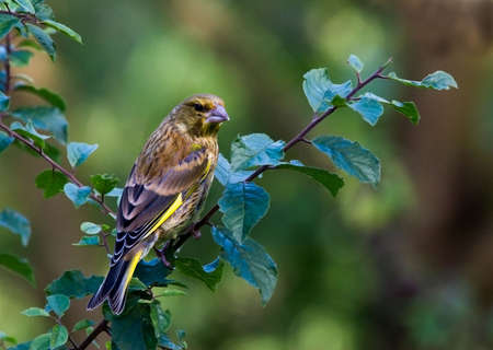 Male Greenfinch in a garden on a branch.の写真素材