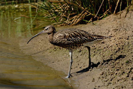 A Curlew approaches the river in Norfolk, England.の写真素材