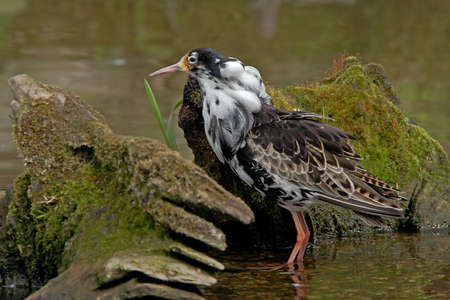 A male Ruff with it's mating plumage in Spring.の写真素材