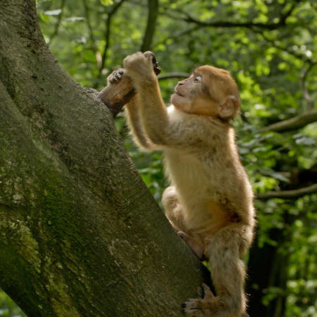 A young Barbary Macaque Monkey learning to climb.の写真素材