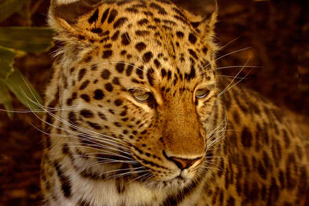 The Amur Leopard is an endangered species and is natve to the far east.の写真素材