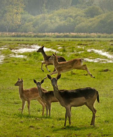 Young Fallow deer roam free on the South Downs in Sussex, England.の写真素材