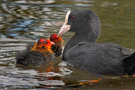 A female Coot feeding her two chicks on a lake in Norfolk, England.の写真素材