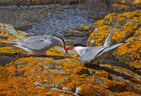 A male Arctic Tern passes his catch to a female, on the Farne Islands in Northumberland, England.の写真素材