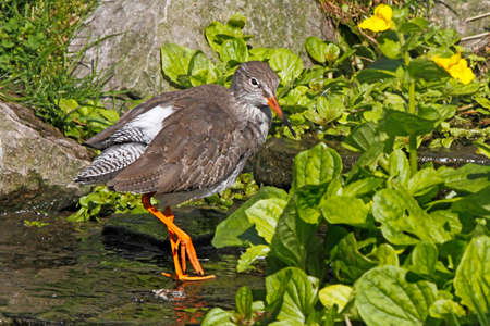 An adult Redshank in a stream in Norfolk, England.の写真素材