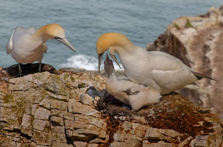 Male and female Northern Gannets looking after their offspring, at Bempton Cliffs in Yorkshire, England. The female is feeding it.の写真素材