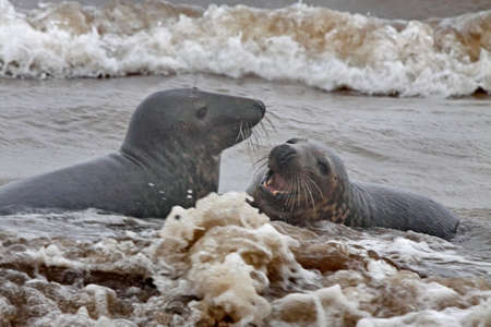 Immatuer Atlantic Grey Seals play in the sea at Donna Nook in Lincolnshire, England.の写真素材