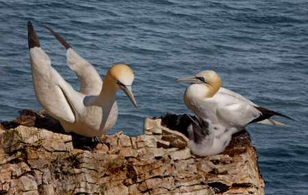 A Northern Gannet Family at Bempton cliffs in Yorkshire, England.の写真素材