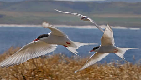 Arctic Terns fly back to the nest with food for their their young chicks on the Farne Islands in...