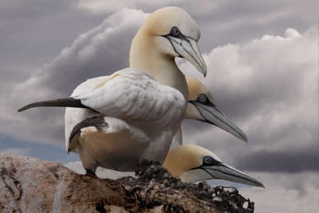 Three adult Northern Gannets on a cliff top on Bass Rock in Scotland.の写真素材