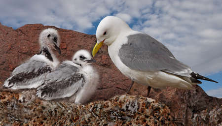 A female Kittiwake looking after her two chicks on a sandstone cliff in Scotland.の写真素材