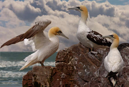 Immature young Northern Gannets gather together on Bass Rock in Scotland during the summer months.の写真素材