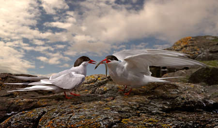 A male Arctic Tern arives with food for the female on the Farne Islands off the coast of Northumberland in England.の写真素材