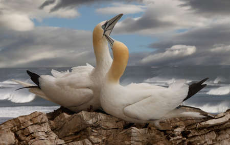 A male and a female Northern Gannet on Bempton Cliffs in Lincolnshire, England.の写真素材