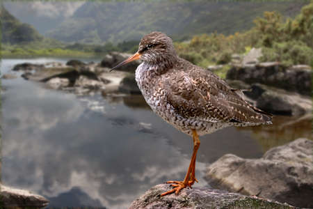 A Redshank is usually seen near the coast, but this one was a few miles from the sea in a hilly moorland area.の写真素材