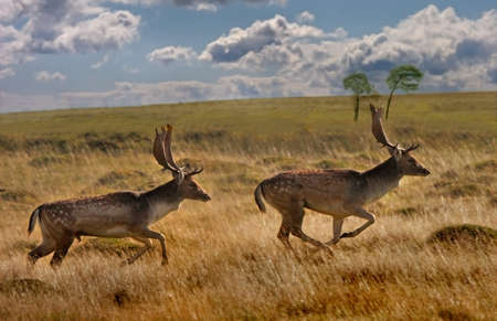 A dominant male Fallow Deer Stag chases off a rival at mating time.の写真素材
