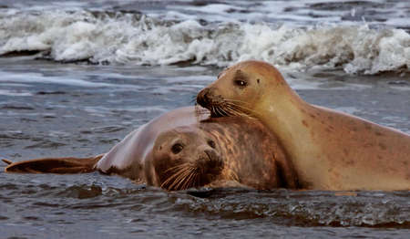 A male and a female Atlantic Grey Seal get together at mating time.の写真素材