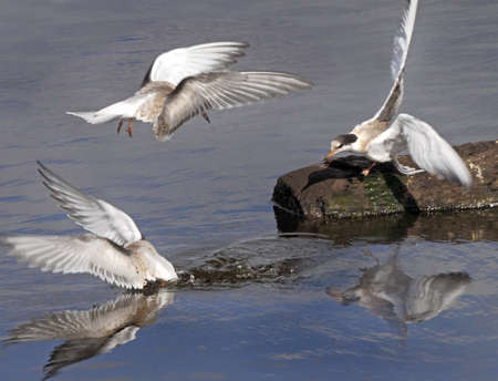 A Common Tern dives for fish whilst another looks on and a third comes down to land at a lake in...