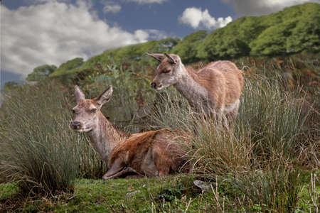 Two female Red Deer are free to roam over a large areaの写真素材