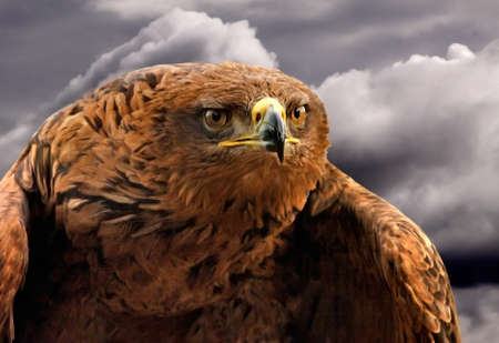 The Spanish Imperial Eagle is an endangered species, found mainly in Spain but also in Portugal and...