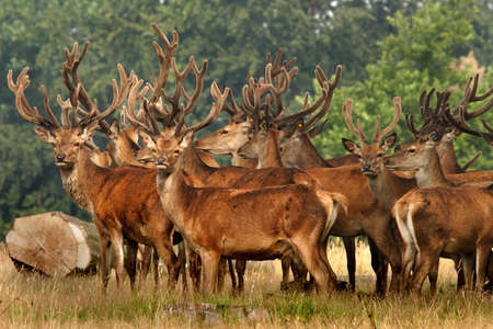 A herd of Red Deer stand allert near to woodland in Yorkshire, England の写真素材