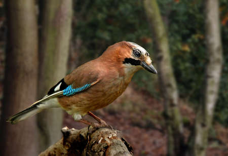 The Jay is a shy bird most at home in woodland areas and is seen here in North Staffordshire, England.の写真素材