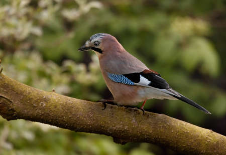 The Jay is a shy bird that lives mainly in woodland and only occasionaly visits gardens or parks.