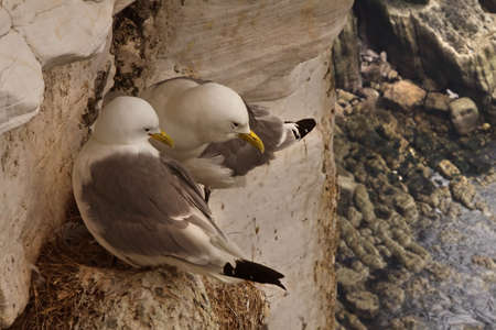 A male and a female Kittiwake get together in a safe place high above the sea.の写真素材